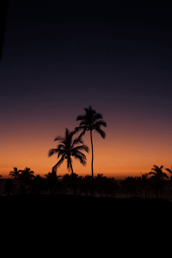 Sunset over palm trees